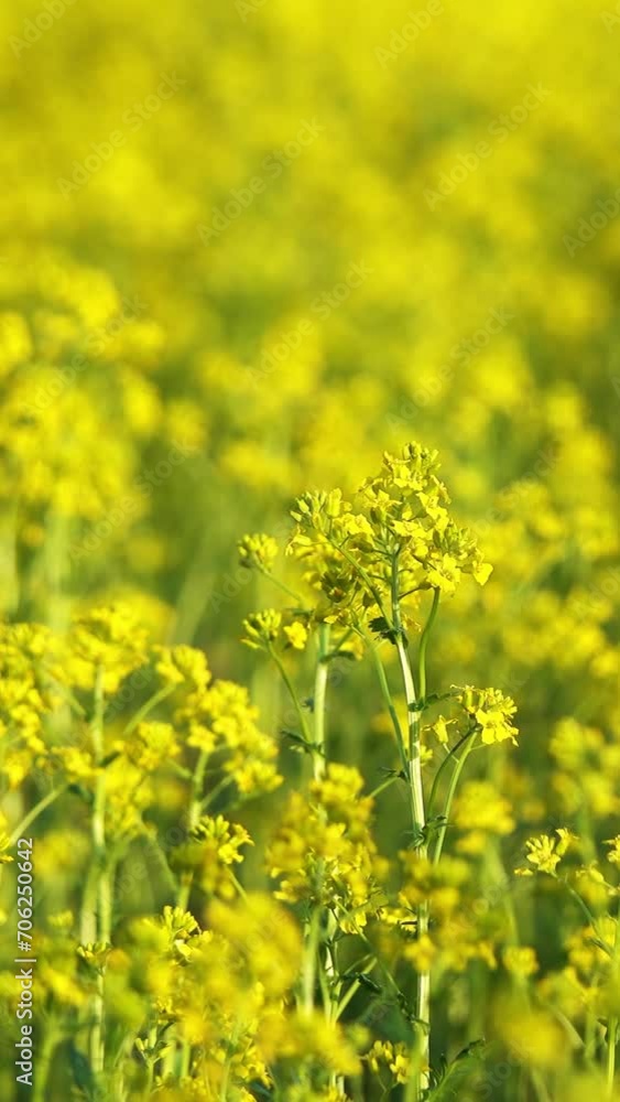 agriculture field with rapeseed yellow flowers. Vertical video agriculture field with rapeseed yellow flowers. Vertical video