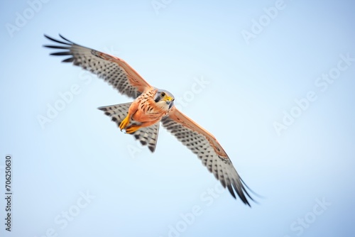dynamic shot of a kestrel ascending into hover against a gradient sky