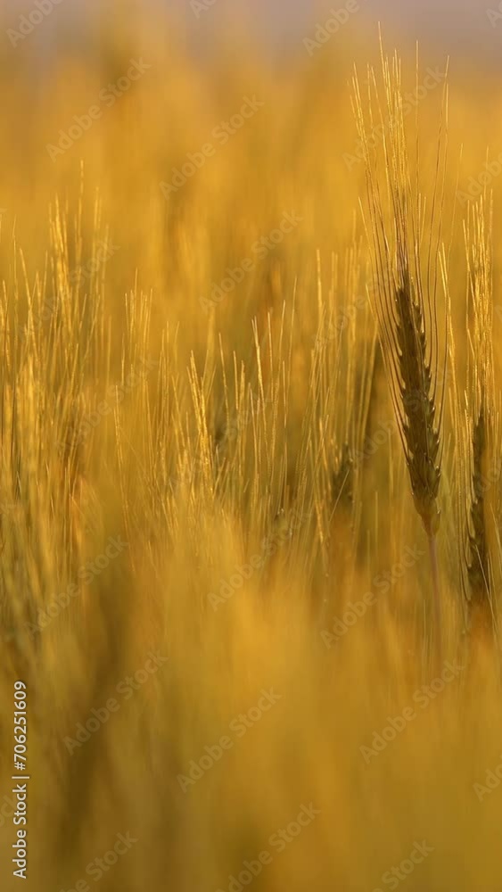 Ears of wheat close up at sunset. Vertical video Ears of wheat close up at sunset. Vertical video