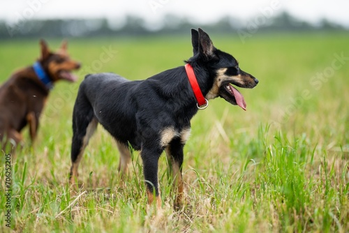 farm dog in a green field of grass in spring © William