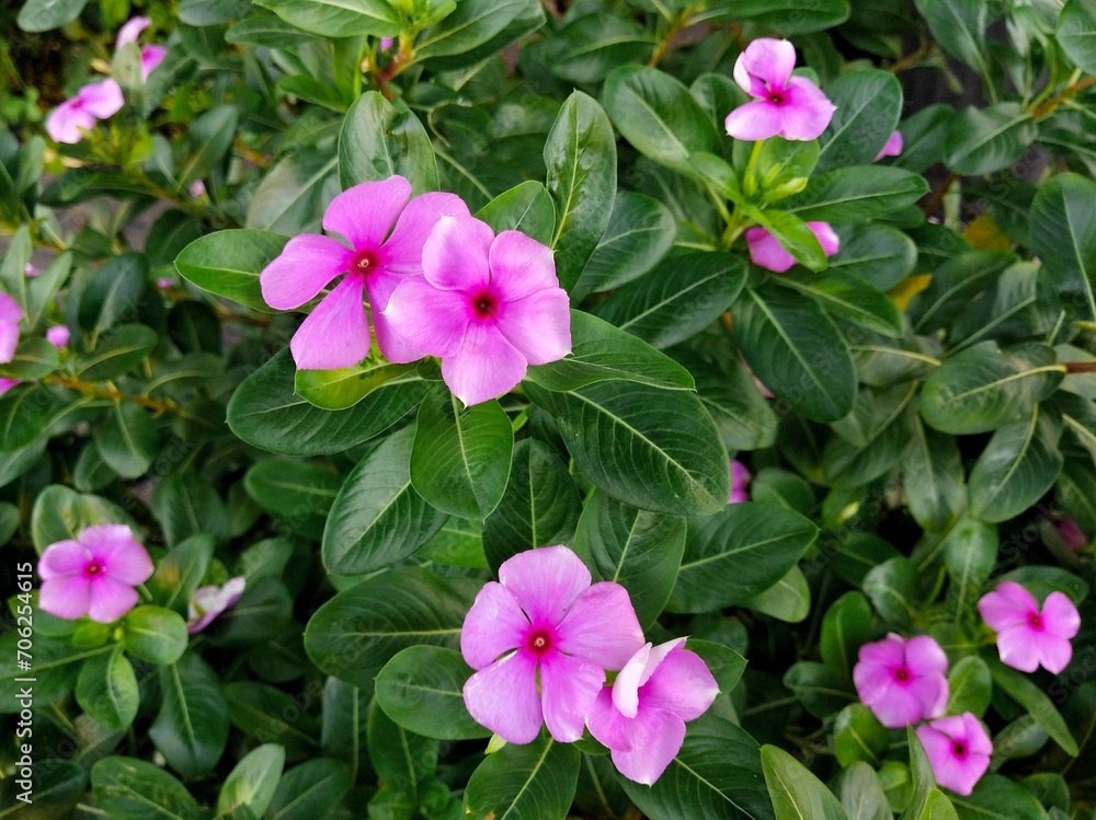 Tapak Dara flower, or Catharanthus roseus don, is an annual shrub that originated in Madagascar but has spread to various other tropical regions. Tapak Dara flower, or Catharanthus roseus don, is an annual shrub that originated in Madagascar but has spread to various other tropical regions.