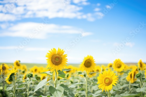 sunflower field with a clear, blue sky backdrop