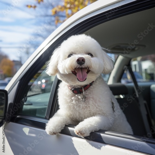 Happy dog with his tongue hanging out leans out of a white car window. Travel with pets