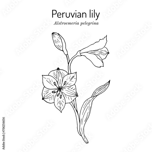Peruvian lily (Alstroemeria pelegrina), ornamental plant