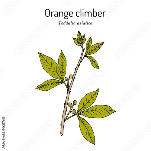 Orange climber (Toddalia asiatica), edible and medicinal plant