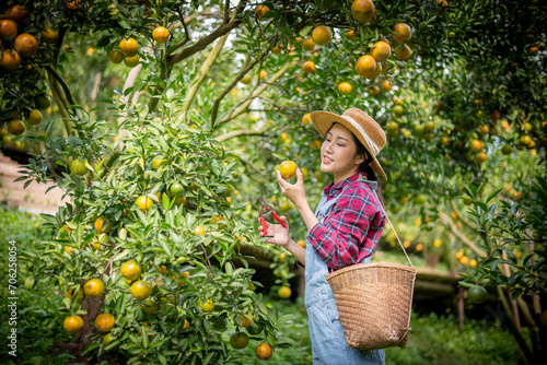 Happy woman farmer smiling in the gardenl under checking gardening organic orange tree plant garden and harvesting ripe orange crop by taplet computor is agriculture harvesting smart farm concept. photo