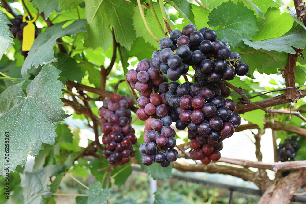 Fresh red grapes on the tree. A bunch of dark red Queen Nina grapes hanging with green leaves on a branch in an outdoor organic garden with leaves on a blurred background with selective focus. Fresh red grapes on the tree. A bunch of dark red Queen Nina grapes hanging with green leaves on a branch in an outdoor organic garden with leaves on a blurred background with selective focus.