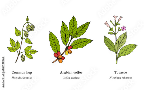 Collection of edible and medicinal plants