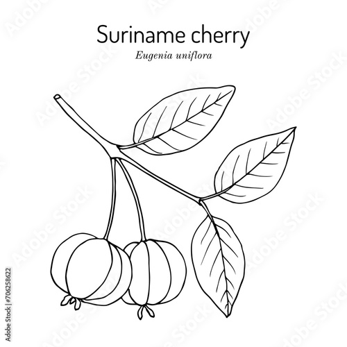 Pitanga, or Suriname cherry (Eugenia uniflora), edible and medicinal plant photo