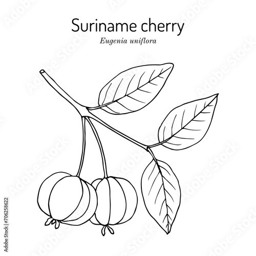 Pitanga, or Suriname cherry (Eugenia uniflora), edible and medicinal plant