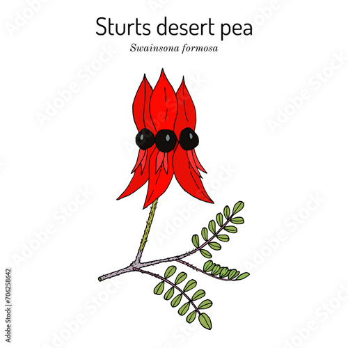 Sturts desert pea (Swainsona formosa), ornamental plant