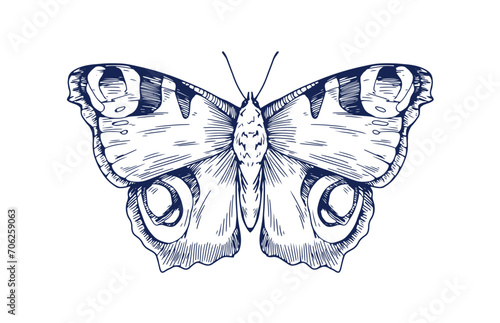 Engraved Peacock butterfly drawing in vintage retro style. Aglais io, ink etc...