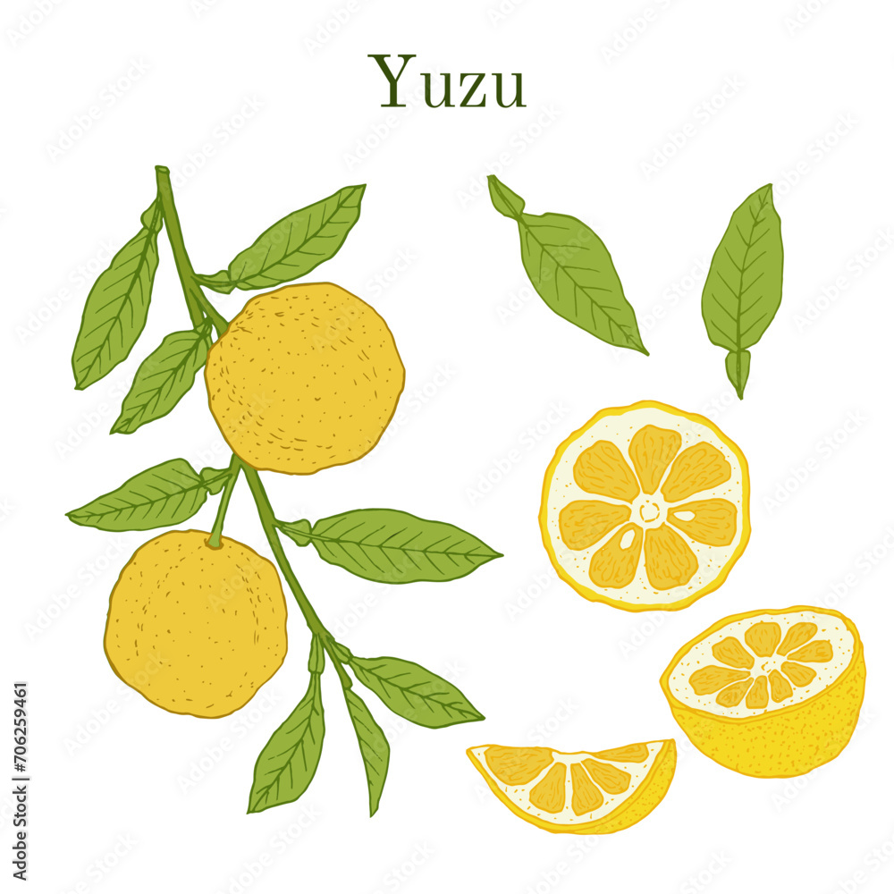 Yuzu (Citrus junos), japanese edible citrus fruit. Yuzu (Citrus junos), japanese edible citrus fruit.