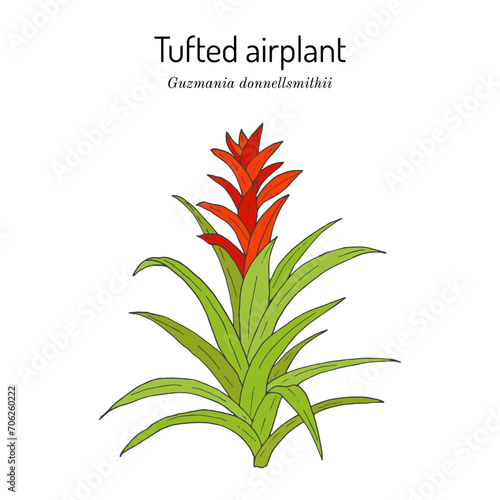 Tufted airplant (Guzmania donnellsmithii), ornamental plant photo