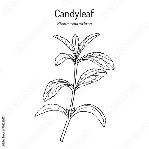 Stevia rebaudiana known as candyleaf