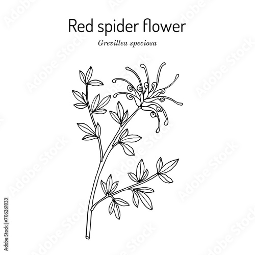 Red spider flower (Grevillea speciosa), ornamental plant