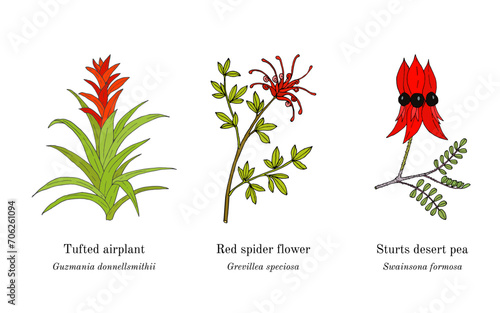 Collection of ornamental plants