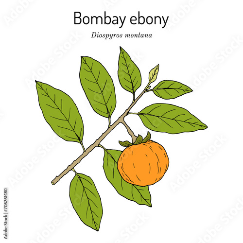 Bombay Ebony (Diospyros montana), edible and medicinal plant
