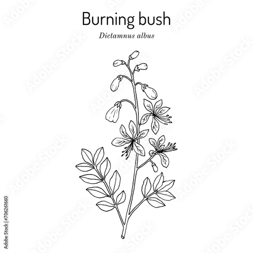 Burning bush, or dittany (Dictamnus albus), medicinal plant