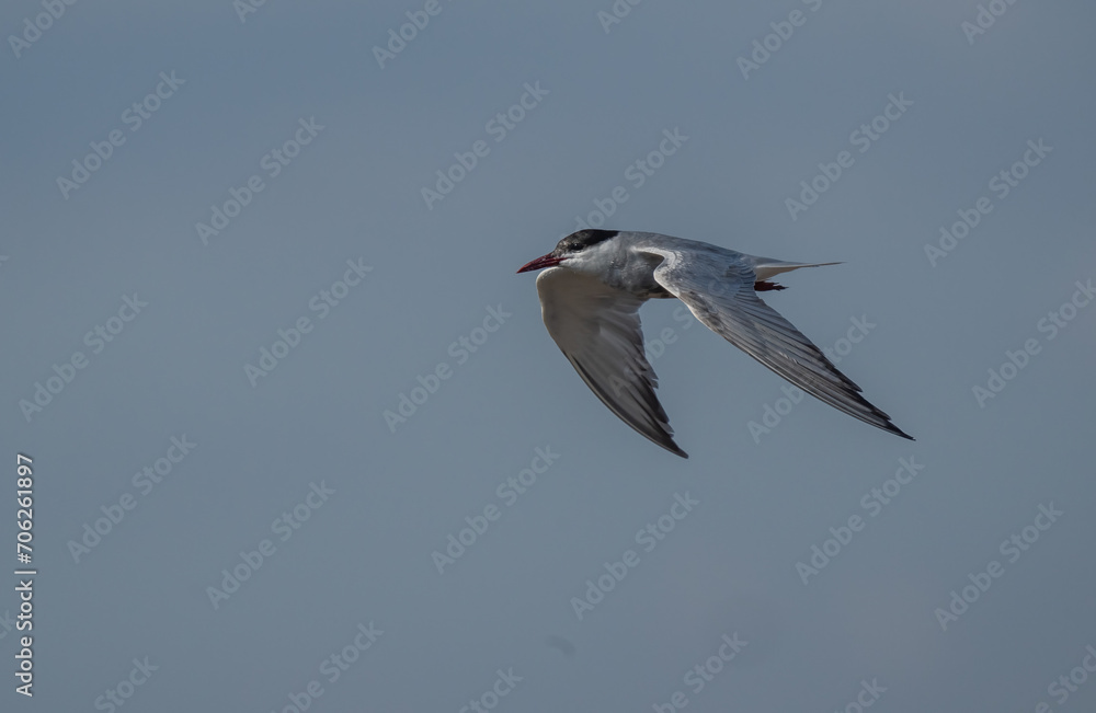 Obraz premium whiskered tern flying over the marsh