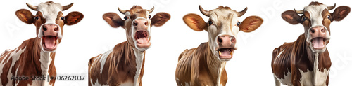 Happy, smiling and cheerful cows
