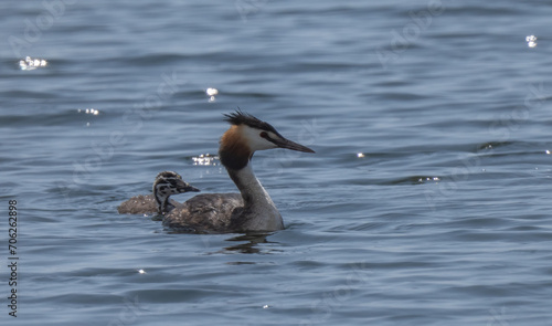 Great Crested Grebe with his offspring 