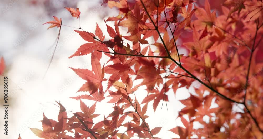 Forest, nature and autumn leaves in Japan with calm wind, color and outdoor morning travel in park. Woods, orange trees and environment in Asian countryside with peace, zen and natural landscape. Forest, nature and autumn leaves in Japan with calm wind, color and outdoor morning travel in park. Woods, orange trees and environment in Asian countryside with peace, zen and natural landscape.
