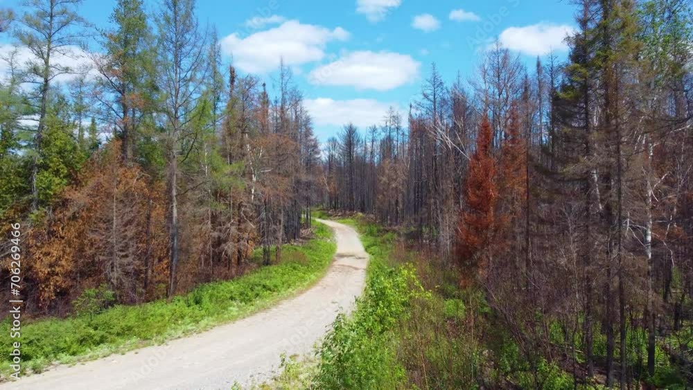 Aerial view along roadway of burned trees from Canada wlidfires, Toronto, Quebec Aerial view along roadway of burned trees from Canada wlidfires, Toronto, Quebec