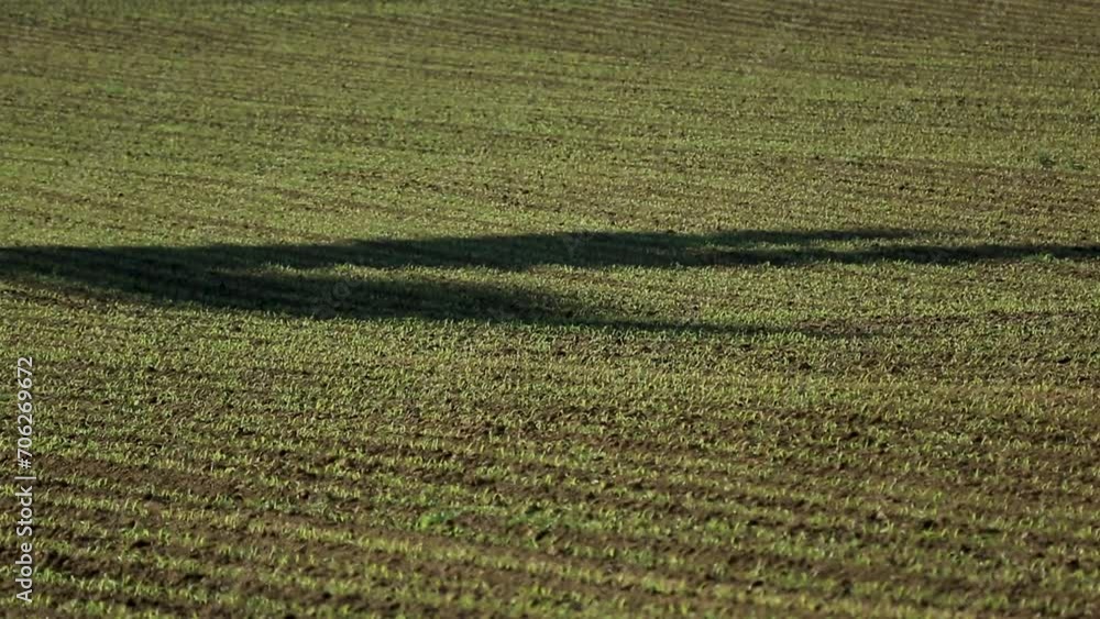 Shadow of a wind turbine stretching across a lush green field, early morning light Shadow of a wind turbine stretching across a lush green field, early morning light