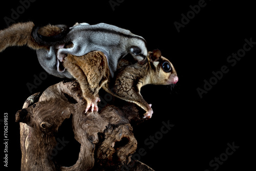 The Sugar Glider  Petaurus breviceps  is holding the baby. Sugar Glider is a small exotic pet native to Australia and Indonesia.