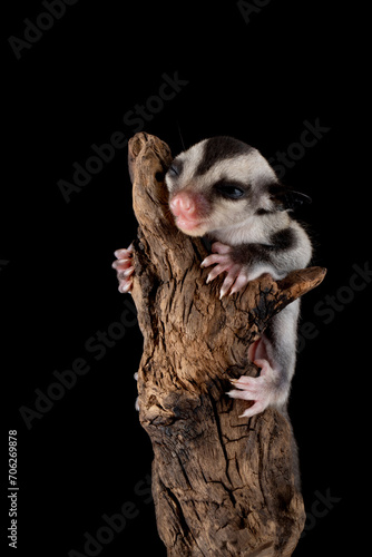 The baby Sugar Glider (Petaurus breviceps). Sugar Glider is a small exotic pet native to Australia and Indonesia.