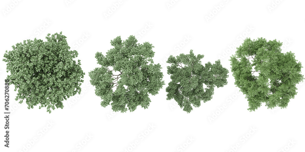 Birch,Dogwood trees from the top view isolated white background Birch,Dogwood trees from the top view isolated white background