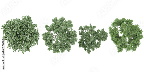 Birch,Dogwood trees from the top view isolated white background