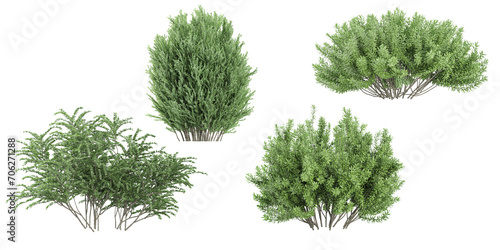 Cypress,Barberry Bush,Rosemary Trees isolated on white background, tropical trees isolated used for architecture photo