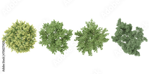 Dogwood, olive trees in the forest, top view, area view, isolated on transparent background, 3D illustration, cg render