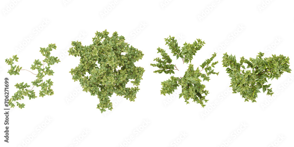 Set of White dogwood,Apple trees and shrubs, 3D rendering. top view, plan view, for illustration, architecture presentation, visualization, digital composition Set of White dogwood,Apple trees and shrubs, 3D rendering. top view, plan view, for illustration, architecture presentation, visualization, digital composition