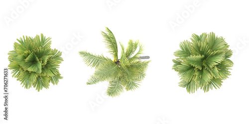 set of Manila palm,Coconut and palm trees rendered from the top view, 3D illustration, for digital composition, illustration, 2D plans, architecture visualization