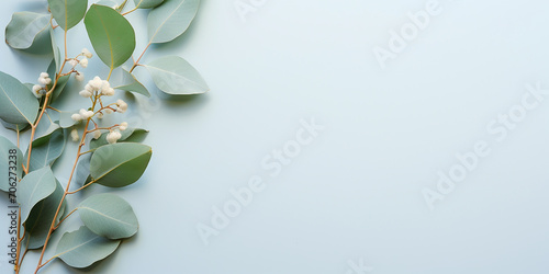 flat lay with eucalyptus branches and leaves on a blue background. aesthetic frame of eucalyptus leaves, border	 photo