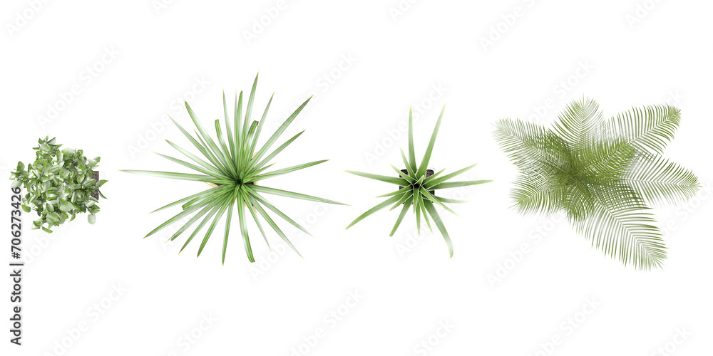 3d rendering of CPuya coerulea,Agave americana,plam Leaf and young trees from top view 3d rendering of CPuya coerulea,Agave americana,plam Leaf and young trees from top view