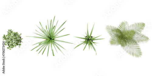 3d rendering of CPuya coerulea Agave americana plam Leaf and young  trees from top view