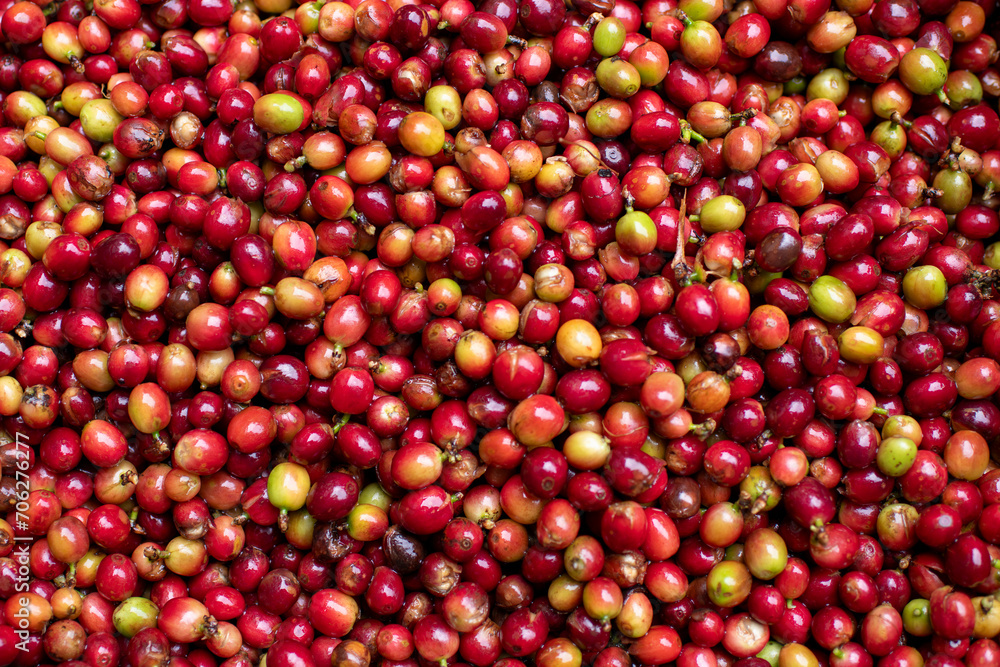 Arabica coffee beans the organic nature coffee beans before roasting and making coffee business concept.