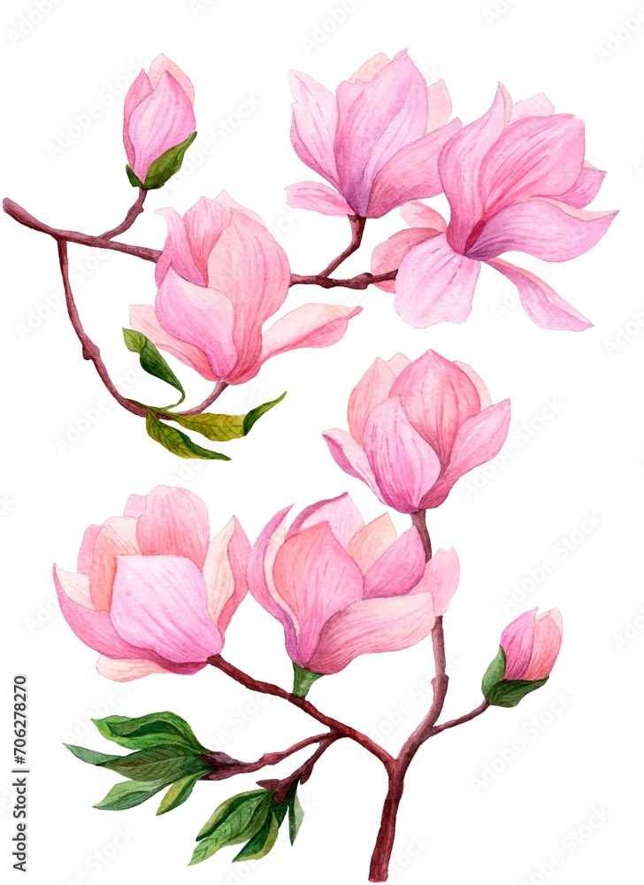 Watercolor set of magnolia branches, hand drawn botanical illustration, pink magnolia in bloom isolated on white background.