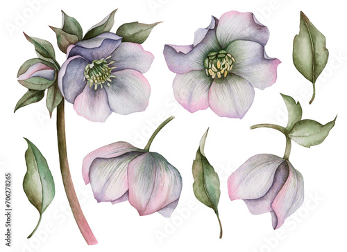 Watercolor set of hellebore flowers  hand drawn floral illustration isolated on white background.
