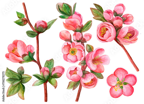 Watercolor set of Japanese quince in bloom  hand drawn floral illustration  branches with pink flowers isolated on white background.