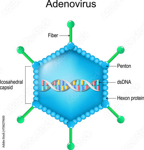 Adenovirus structure. Close-up of a Virion anatomy.