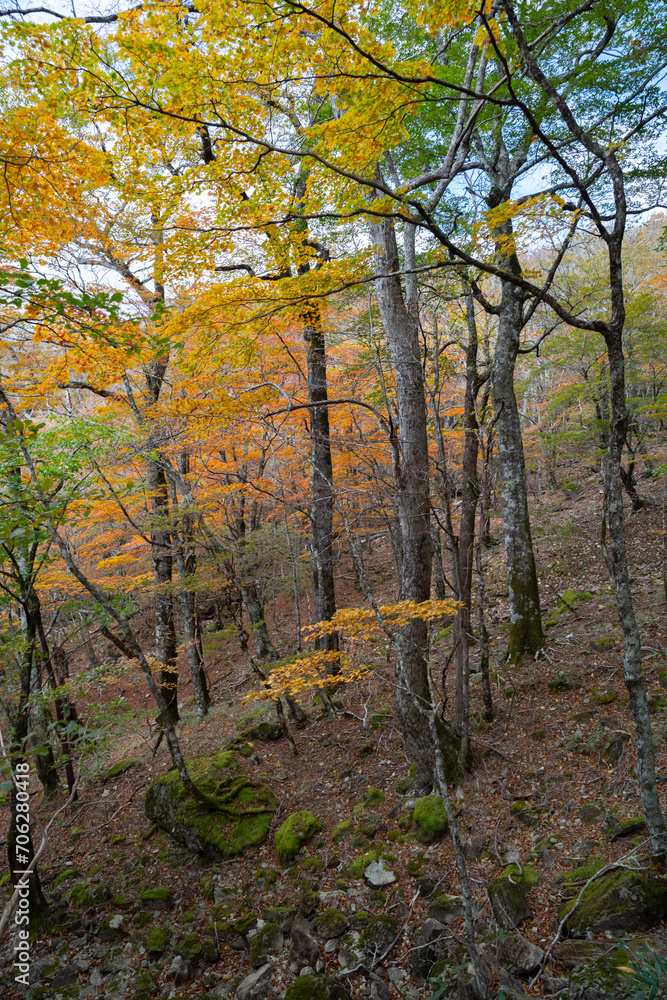 紅葉する美しい森 奈良県 紅葉する美しい森 奈良県
