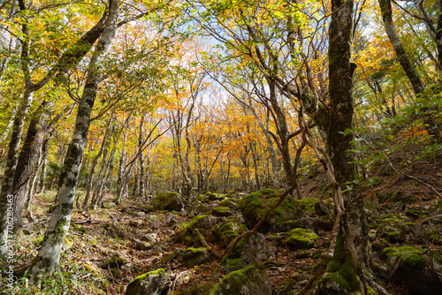 紅葉する美しい森 奈良県