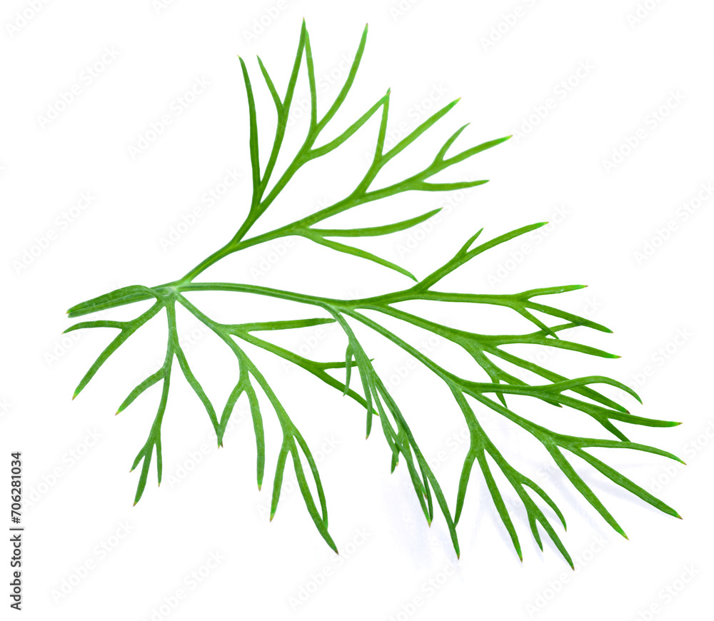 Fototapeta premium Fresh green dill isolated on white background.