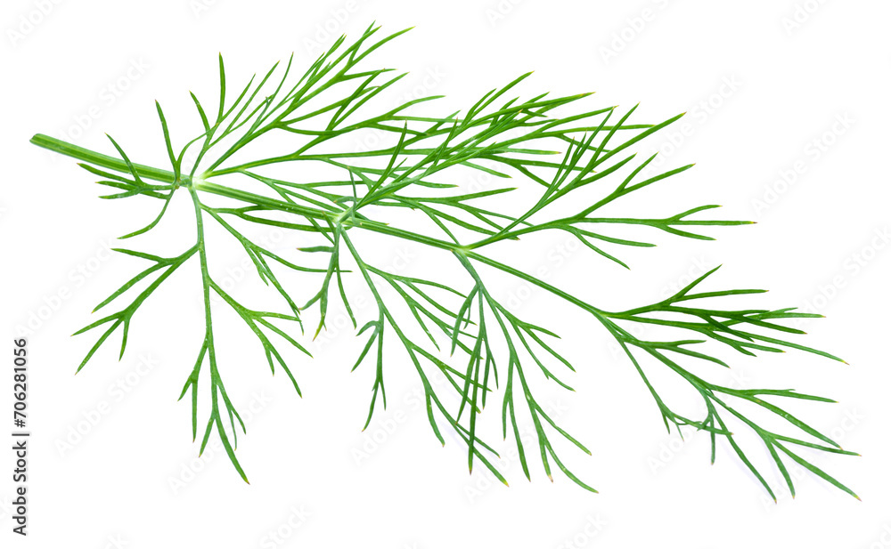 Fresh green dill isolated on white background.