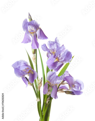 Bouquet of light lilac flowers isolated on a white background. Iris Croatian.